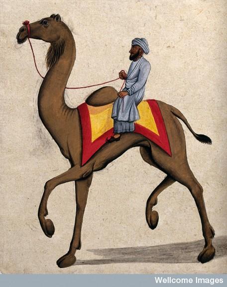 A Man Riding on a Camel. Gouache Painting - 19th Century